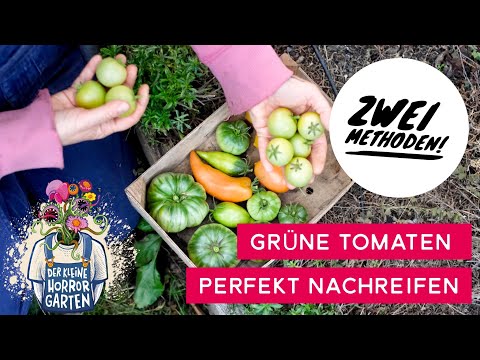 Ripening green tomatoes - the second method will surprise you | The Little Horror Garden