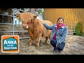 Schottisches Hochlandrind Information Für Kinder Anna Und Die Haustiere