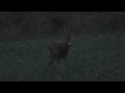 2022-08-05: Rehbock in Blattzeit