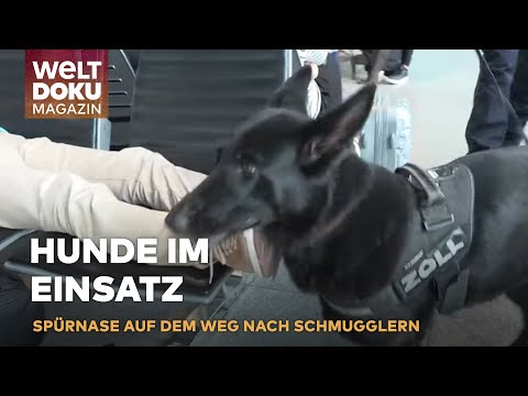 KOMISSAR SPÜRNASE: Zoll-Hightech-Hund enttarnt Schmuggler und Plagiate am Flughafen | WELT Magazin