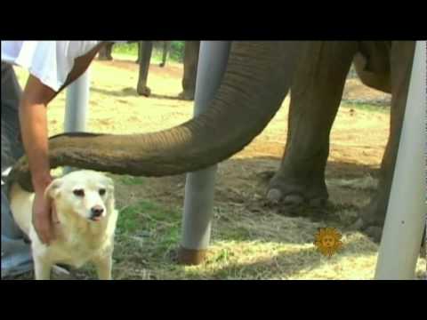 Elephant & Dog Best Friends