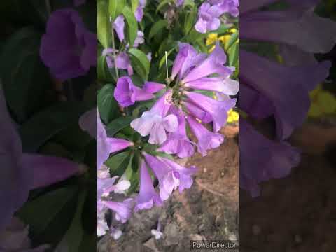 how to grow and care garlic flowering wine