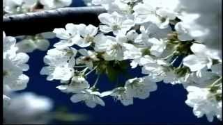 Jimmie Rodgers kisses sweeter than wine