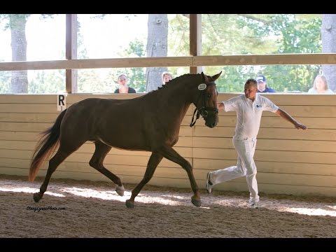 Isadora ISF, KWPN-NA Keuring 2016 at Iron Spring Farm, SOLD