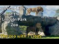 African Lion S Of The Lincoln Park Zoo Chicago Illinois