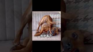 地獄のポーズで地理をおしえてくれる犬 #アニマル #犬 #dog #shorts