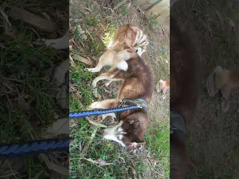 akhi 1st stud service Siberian Husky ❤🙏