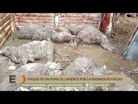 Ataque de un puma: el lamento por la matanza de ovejas en Sierra Colorada
