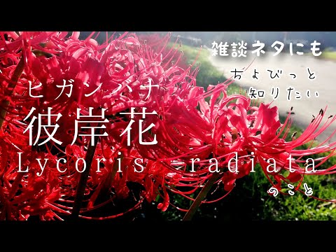 園芸 ヒガンバナ、ヒガンバナ、曼珠沙華