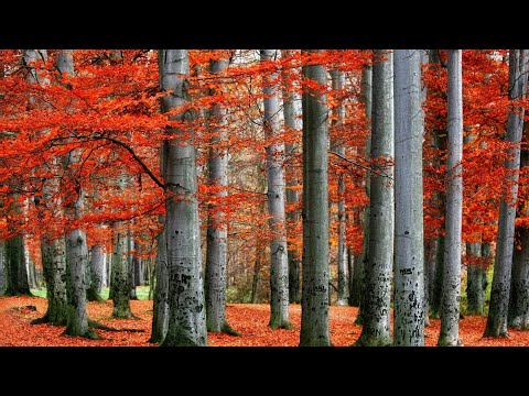 MÚSICA ELIMINA LARVAS E PARASITOS ENERGETICOS Y AHUYENTA A MALOS ESPIRITUS DE TU ENTORNOoriental mus