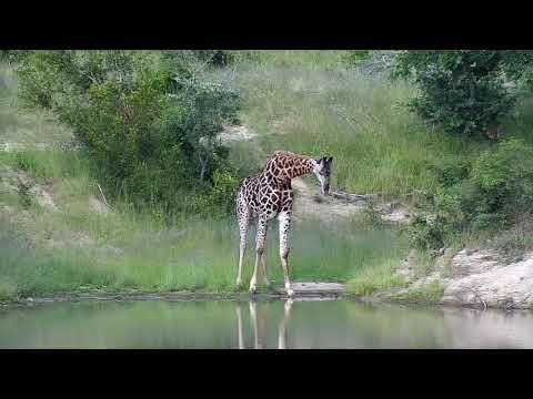 Djuma: Giraffe feeding then gets a drink - 15:10 - 03/03/20