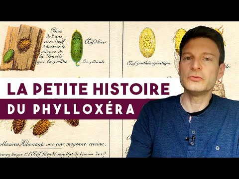 Du PHYLLOXÉRA aux AOC : La plus grande RÉVOLUTION du vin (Leçon n° 53)