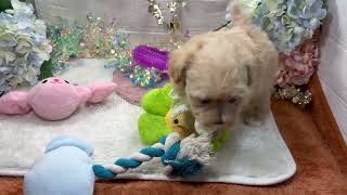 ハーフ犬の動画01