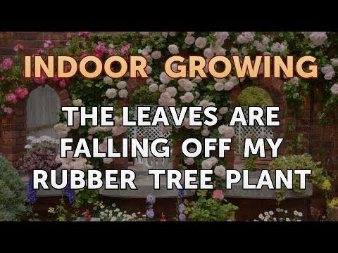 How to Regrow a Broken Aloe Leaf