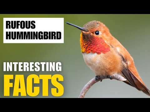 What Are the Most Interesting Facts About  Rufous Hummingbird? | Interesting Facts | The Beast World