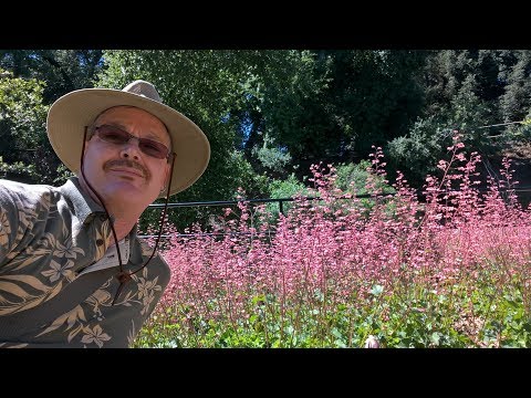 download lagu mp3 mp4 Pink Heuchera, download lagu Pink Heuchera gratis, unduh video klip Pink Heuchera