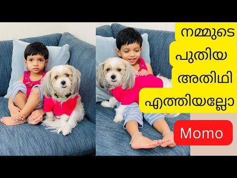 അങ്ങനെ അവൾ എത്തി ❤ Shitzu | daily vlog | surprise vlog | A day with a dog