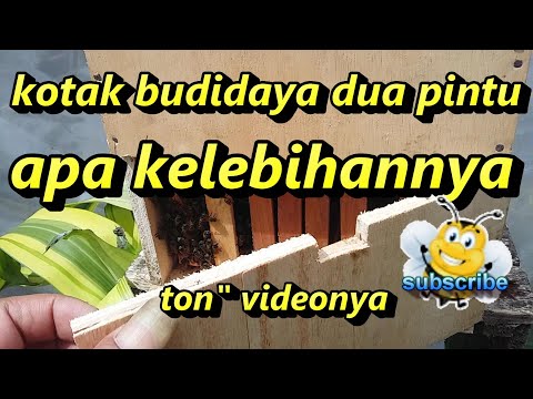 , title : 'CARA MEMBUAT KOTAK BUDIDAYA LEBAH MADU #2PINTU'