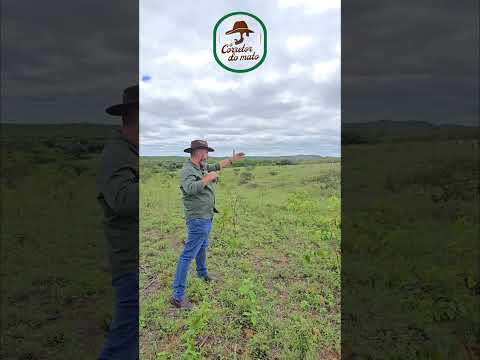 🌾 SÍTIO CACHOEIRINHA – PRODUÇÃO IMEDIATA NO CARIRI 🌾