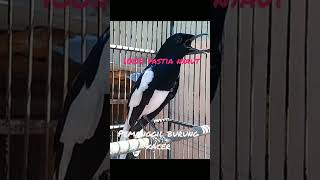Download lagu mp3 burung kacer mp3