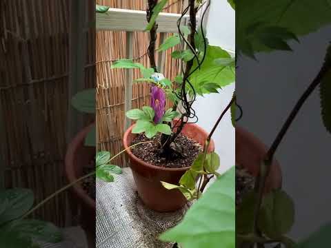 鉢植えまたは地面の牡丹用の天然肥料 庭のヒント 施肥維持 春