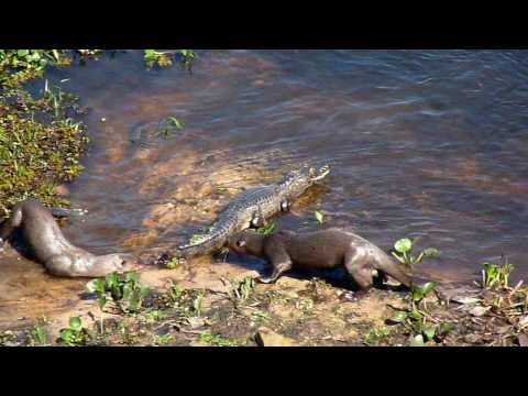 Giant Otters Vs Caiman Giant Otters Vs Caiman
