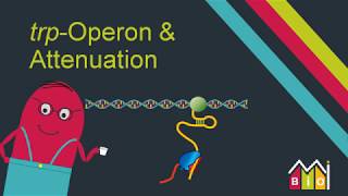 trp Operon & Attenuation explained in under 15 minutes