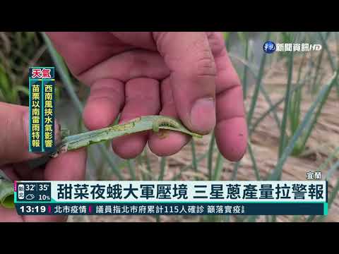 甜菜夜蛾大軍壓境 三星蔥產量拉警報