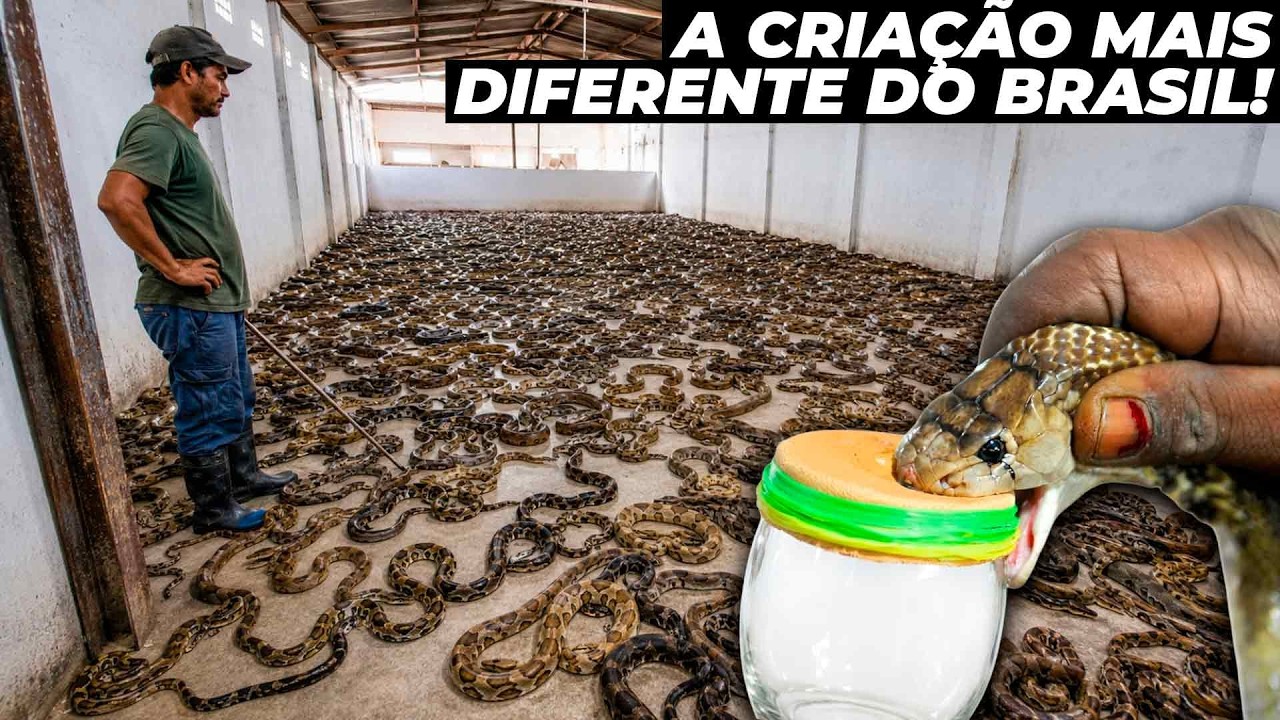 Como funciona uma fazenda de cobras no Brasil - INCRÍVEL!