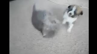 Битва двух гигантов. Шокирующее видео )))Это невероятно )