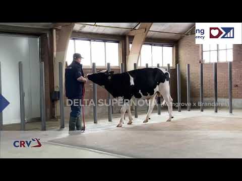 Delta Supernova (movie)