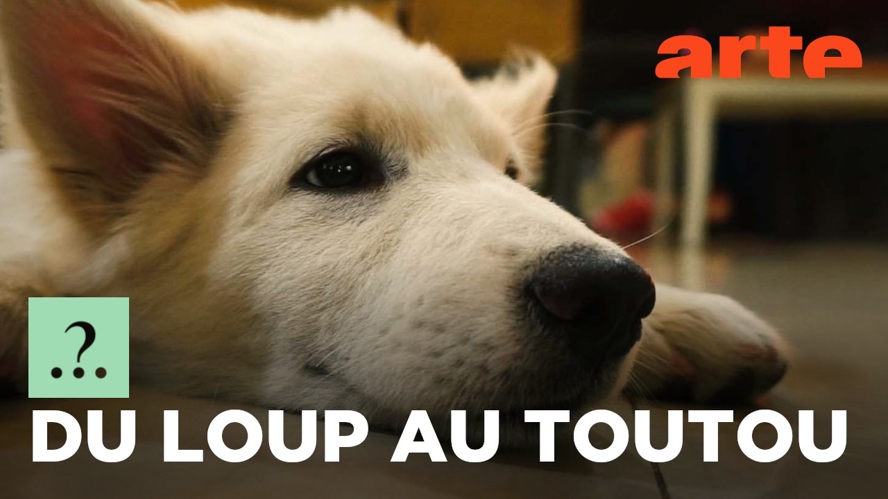 Le chien, de l'animal de travail au compagnon de vie | Est-il vrai que...? | ARTE