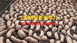 고구마모종키우기, 씨고구마묻는방법,  씨고구마필요량 간단 계산법 , 묘상 관리방법