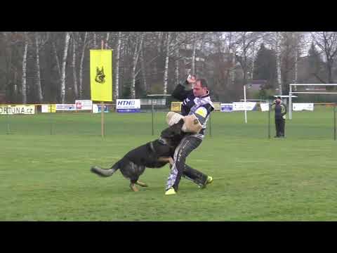 Svod NO 2017 - Arran z Kraje Karla IV.