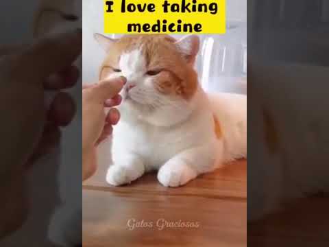 Funny cats 🤣😂🤣