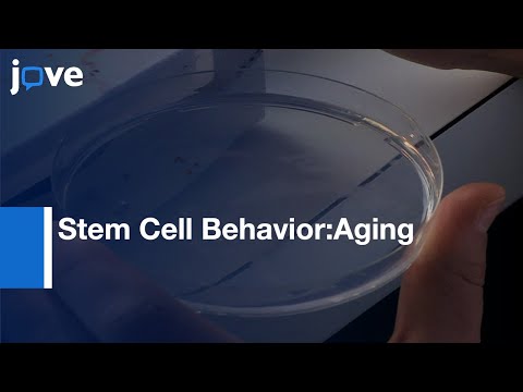 Isolating Intestinal Stem Cells From Adult Drosophila Midguts By FACS  l Protocol Preview