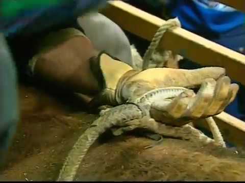 Adrinao Moraes   rides Sammy Andrews Hannibal the Cannibal