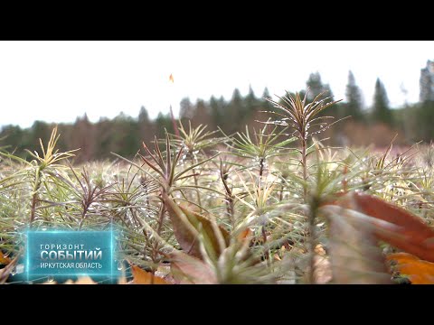 В 2025 году Иркутская область восстановит 122,6 тыс. га лесов. "ГОРИЗОНТ СОБЫТИЙ" от 31.10.2025