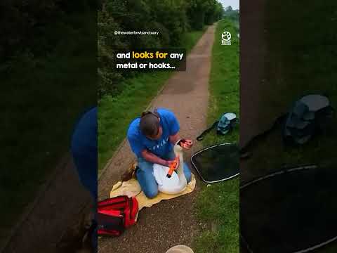 That little tail wag when mama swan gets her mate back ❤️ @thewaterfowlsanctuary