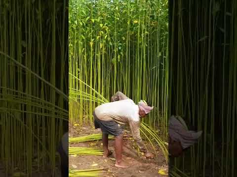 Jute Harvesting #shorts