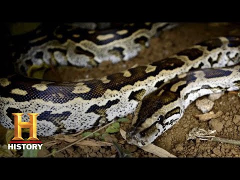 Swamp People: Serpent Invasion: TROY HUNTS MEAN AFRICAN ROCK PYTHON (Season 1) | History