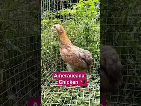 , title : 'Araucana।। The breed of domestic chicken from Chile।।'