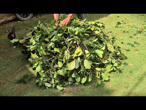 Rural Life Yard Maintenance Without Machines #RuralAgriculture #TraditionalFarming