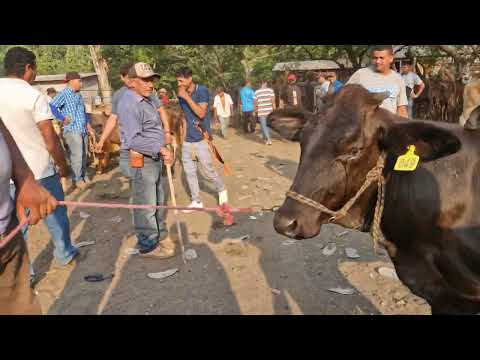 Tiangue de El Tránsito, San Miguel, El Salvador, martes 12 de mayo 2026