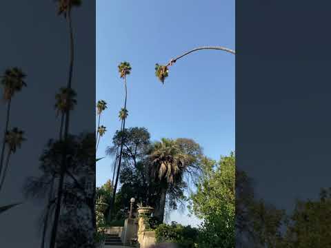 Man Risks His Life By Cutting 100-Foot Californian Palm Tree