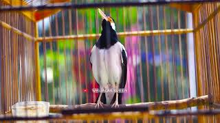 Download lagu Jalak Suren Gacor Full Isian Mewah! Auto Bongkar Isian Jalak Suren Segala Kondisi Dengan Pancingan mp3 Download lagu Jalak Suren Gacor Full Isian Mewah! Auto Bongkar Isian Jalak Suren Segala Kondisi Dengan Pancingan mp3