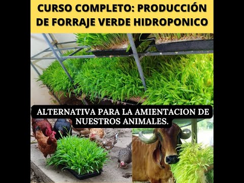 , title : 'Produccion de forraje hidroponico paso a paso #FVH'