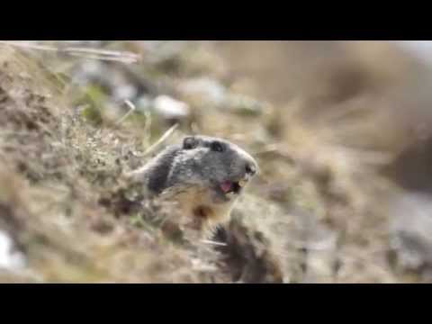 pourquoi la marmotte hiberne