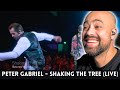 Shocking Performance Peter Gabriel Shaking The Tree Live Guitarist Reaction