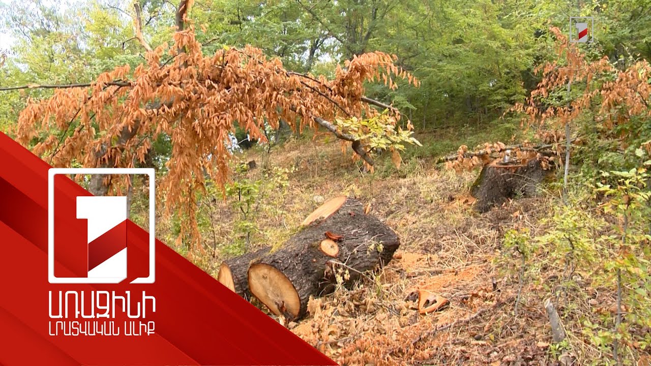 Թափուկ վառելափայտ հավաքելու հստակ ժամանակացույց է սահմանվել